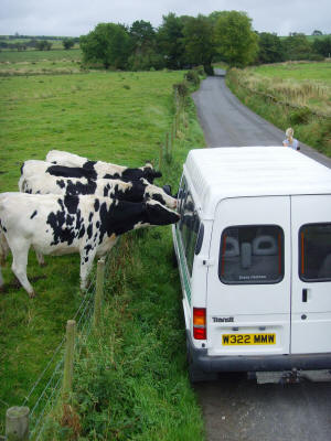 Cows trying to eat our new minibus